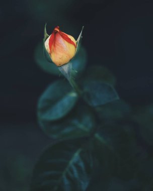 Bana ilham veren tek şey- bir çiçek.