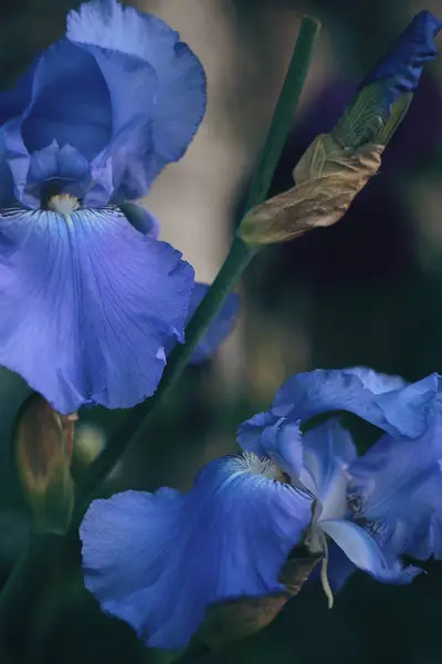 唯一能激励我的东西 一朵花 — 图库照片