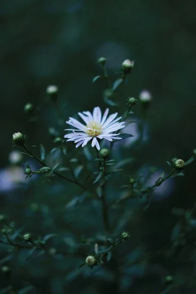 Egyetlen Dolog Ami Inspirál Engem Virág — Stock Fotó
