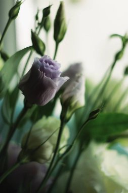 Bana ilham veren tek şey- bir çiçek.