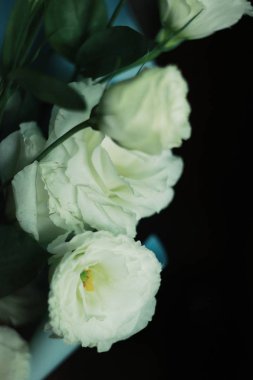 Bana ilham veren tek şey- bir çiçek.