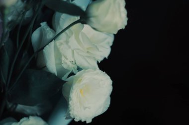 Bana ilham veren tek şey- bir çiçek.