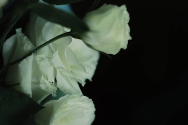 Bana ilham veren tek şey- bir çiçek.