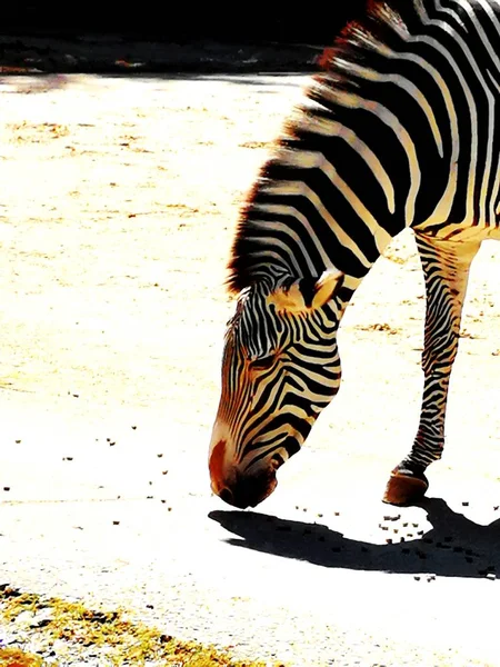 Egy Zebra Állatkertben — Stock Fotó