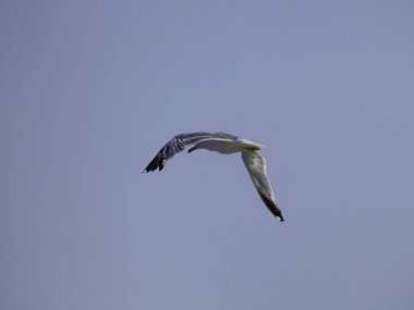 Mavi gökyüzünde uçan martı