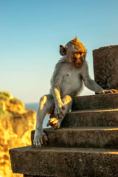 monkey thinking watching sunset at Uluwatu cliff in Bali indonesia