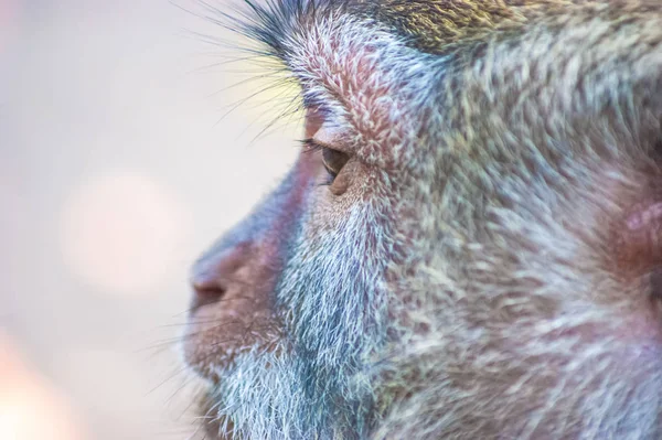 monkey head close up side shot and blur background