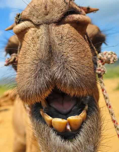 Bliska Camel Smile pokazująca na pustyni w Indiach — Zdjęcie stockowe