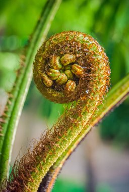 Yeşil arka plan bulanık açılıyor Yeni Zelanda fern (koru)