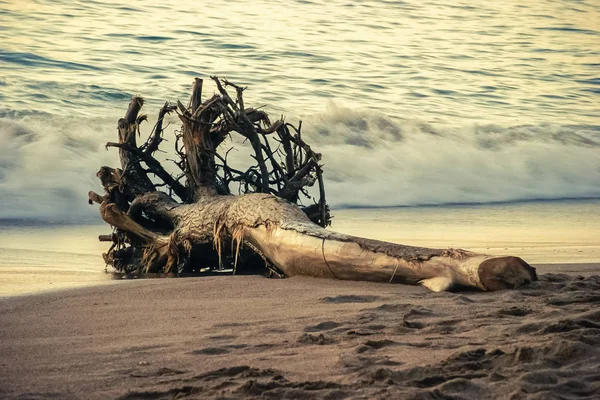 Dead tree modified shape because of waves and sea current and lying on the shore with the sea on the backgorund — стоковое фото