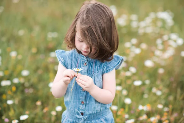 可爱的女婴2 手持鲜花站在户外甘菊丛中 把注意力集中在手上夏季 — 图库照片