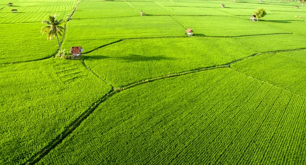 Lucht Rijstveld Prachtig Landschap Kokosnoot Boom Houten Huis Boeren Mistige — Stockfoto