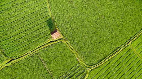 空中稻田风景秀丽 椰子树 木屋林立 农民在雾蒙蒙的早晨 稻田农业的航空观 — 图库照片