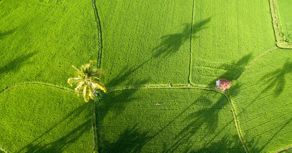 Campo Riso Aereo Con Bellissimo Paesaggio Noce Cocco Casa Legno — Foto Stock