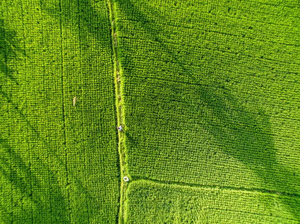 Campo Arroz Aéreo Con Hermoso Paisaje Cocotero Casa Madera Agricultores —  Fotos de Stock