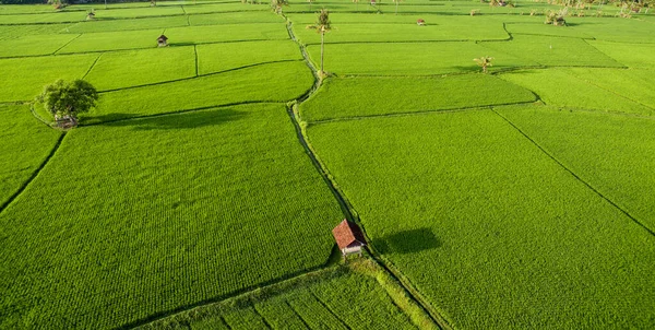 Campo Arroz Aéreo Com Bela Paisagem Coqueiro Casa Madeira Agricultores — Fotografia de Stock