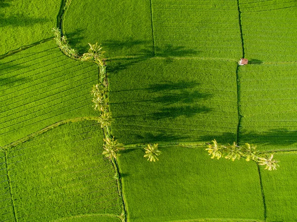 Campo Arroz Aéreo Com Bela Paisagem Coqueiro Casa Madeira Agricultores — Fotografia de Stock