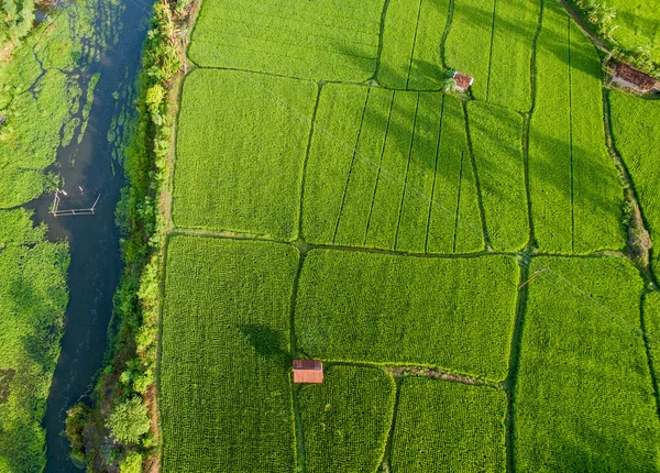 Campo Arroz Aéreo Com Bela Paisagem Coqueiro Casa Madeira Agricultores — Fotografia de Stock