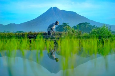 Yogyakarta Endonezya 27 Haziran 2020: Çiftçiler sabah erken saatlerde Merapi Dağı ve mavi gökyüzünü yansıtan taze pirinç ekerler