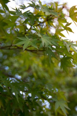 Japon parkındaki güzel akçaağaç yapraklarını yakından çek.