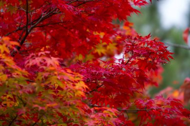 Japon parkındaki güzel akçaağaç yapraklarını yakından çek.