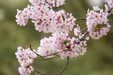 Arka plan için çiçek açan güzel sakura çiçeklerinin yakın plan çekimi.