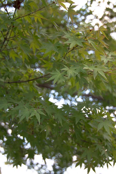 Крупный План Красивых Листьев Кленовых Деревьев Японском Парке — стоковое фото