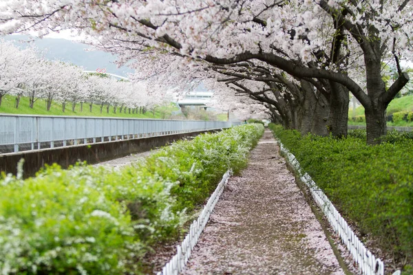 通りの向こうに咲く桜の絶景ショット — ストック写真