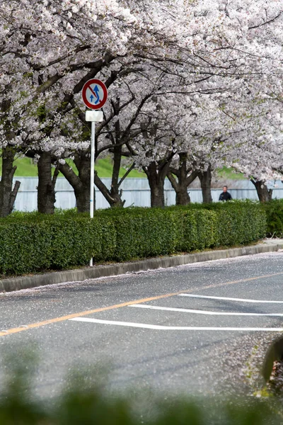 通りの向こうに咲く桜の絶景ショット — ストック写真