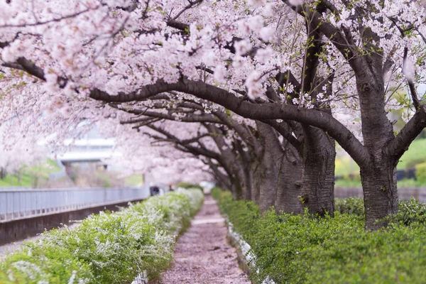 通りの向こうに咲く桜の絶景ショット — ストック写真