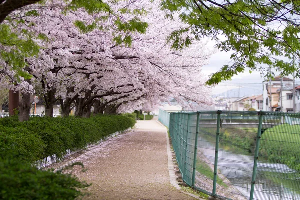 通りの向こうに咲く桜の絶景ショット — ストック写真