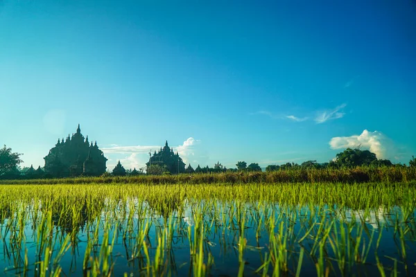 Plaosan Temple Reflextion Rice Field Located Prambanan Temple View Young — Stock Photo, Image