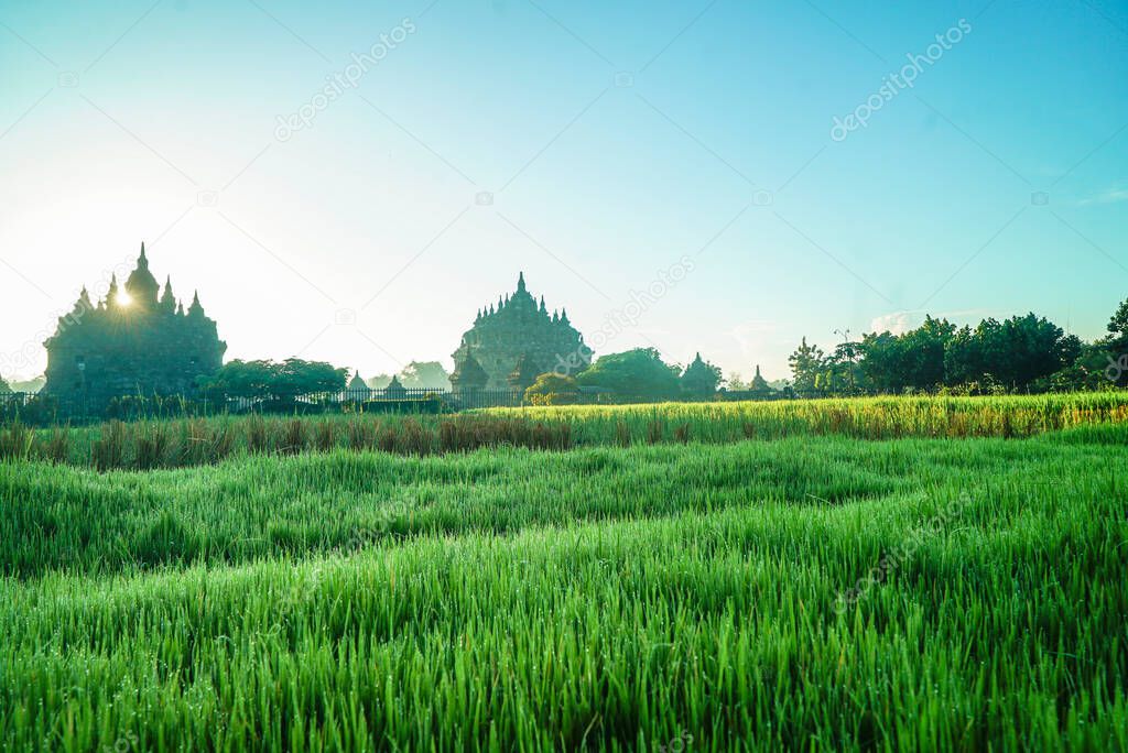 Plaosan Temple reflextion in the rice field, is a located near of Prambanan Temple with view young rice plant in the morning