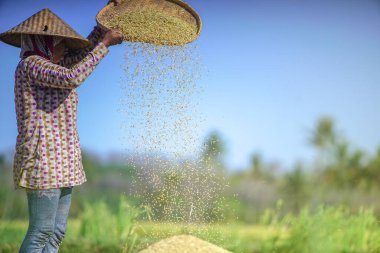 Bali Endonezya 26 Haziran 2020: pirinç tarlası hasat süreci, organik çeltik pirinç tarlası hasat eden çiftçiler, pirinç harman eden çiftçiler, çiftçi hasat pirinci, kırsal bölge