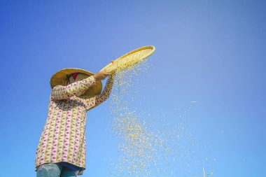 Bali Endonezya 26 Haziran 2020: pirinç tarlası hasat süreci, organik çeltik pirinç tarlası hasat eden çiftçiler, pirinç harman eden çiftçiler, çiftçi hasat pirinci, kırsal bölge