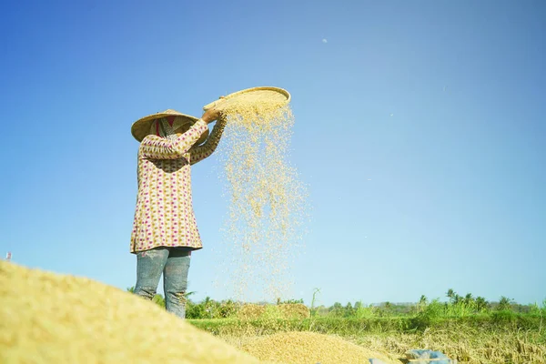 Bali Indonesia Junio 2020 Proceso Cosecha Del Campo Arroz Agricultores —  Fotos de Stock