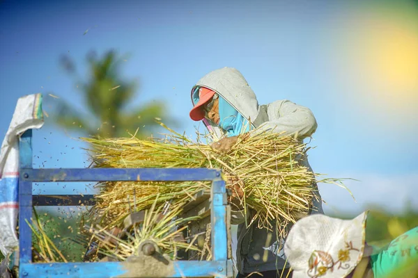 Bali Indonesia Junio 2020 Proceso Cosecha Del Campo Arroz Agricultores —  Fotos de Stock