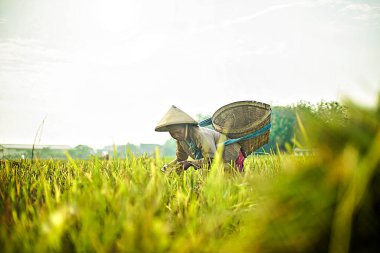 Bali Endonezya 26 Haziran 2020: pirinç tarlası hasat süreci, organik çeltik pirinç tarlası hasat eden çiftçiler, pirinç harman eden çiftçiler, çiftçi hasat pirinci, kırsal bölge