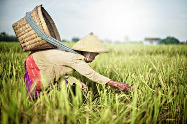 Bali Endonezya 26 Haziran 2020: pirinç tarlası hasat süreci, organik çeltik pirinç tarlası hasat eden çiftçiler, pirinç harman eden çiftçiler, çiftçi hasat pirinci, kırsal bölge