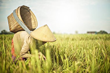 Bali Endonezya 26 Haziran 2020: pirinç tarlası hasat süreci, organik çeltik pirinç tarlası hasat eden çiftçiler, pirinç harman eden çiftçiler, çiftçi hasat pirinci, kırsal bölge