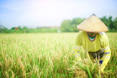 Bali Endonezya 26 Haziran 2020: pirinç tarlası hasat süreci, organik çeltik pirinç tarlası hasat eden çiftçiler, pirinç harman eden çiftçiler, çiftçi hasat pirinci, kırsal bölge