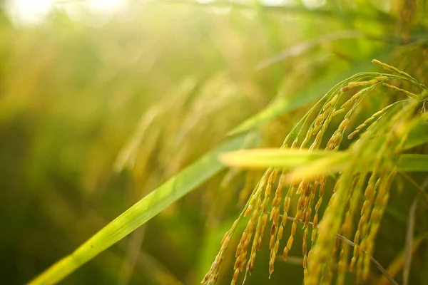 Harvesting The yellow rice plant with bokeh background and spotlight the shiny sun.