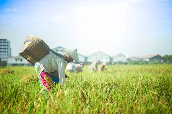 Bali Indonesia Junio 2020 Proceso Cosecha Del Campo Arroz Agricultores —  Fotos de Stock