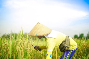 Bali Endonezya 26 Haziran 2020: pirinç tarlası hasat süreci, organik çeltik pirinç tarlası hasat eden çiftçiler, pirinç harman eden çiftçiler, çiftçi hasat pirinci, kırsal bölge