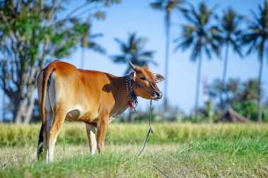 Çayırdaki güzel ineğin manzaralı görüntüsü