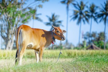 Çayırdaki güzel ineğin manzaralı görüntüsü