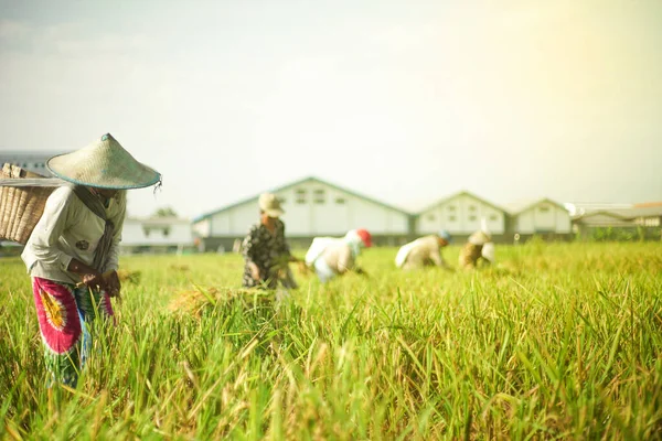 Bali Indonesia Junho 2020 Processo Colheita Campo Arroz Agricultores Que — Fotografia de Stock