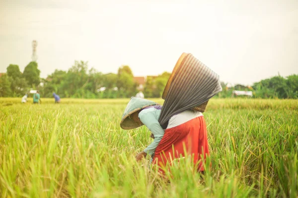 Bali Indonesia Junio 2020 Proceso Cosecha Del Campo Arroz Agricultores —  Fotos de Stock