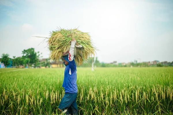 Bali Indonesia Junio 2020 Proceso Cosecha Del Campo Arroz Agricultores —  Fotos de Stock