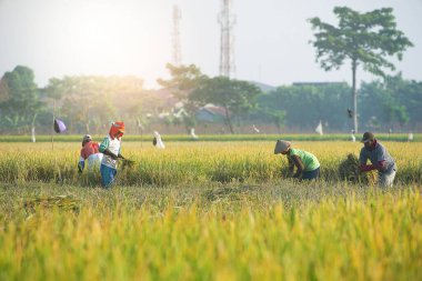 Bali Endonezya 26 Haziran 2020: pirinç tarlası hasat süreci, organik çeltik pirinç tarlası hasat eden çiftçiler, pirinç harman eden çiftçiler, çiftçi hasat pirinci, kırsal bölge